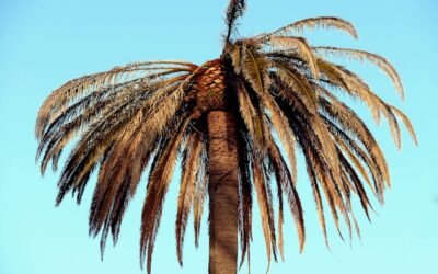 تذوق المأكولات المحلية والأطباق التقليدية في المنطقة الشمالية – الجوف: دليلك لأفضل المطاعم والأسواق